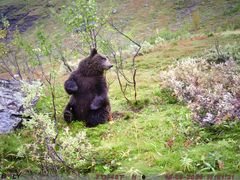 15. september tok et viltkamera i binnas kjente leveområde en rekke bilder av en bjørn. Selv om det var en enslig bjørn ble det sikret DNA-prøver som viste at det var snakk om en annen binne med individnr TR67.