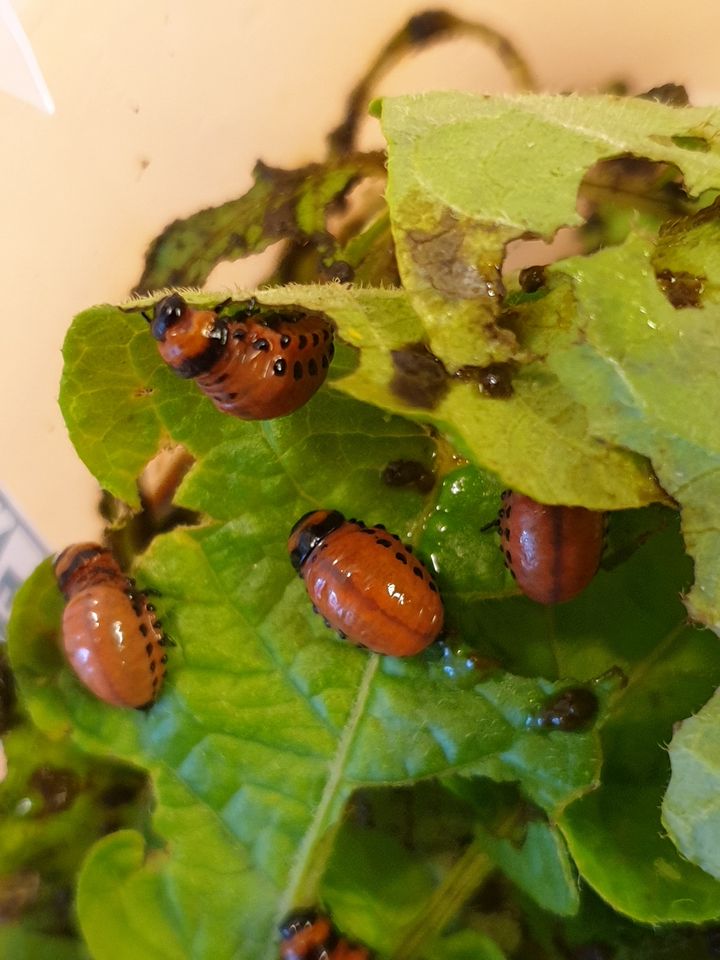 Her er koloradobillene som ble funnet på potetplanter i en kjøkkenhage i Modum kommune. Koloradobillen er en svært alvorlig skadegjører som ikke finnes i Norge (Foto: Mattilsynet).