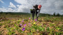 Skogplanting i Hattfjelldal.  Foto Steinar Johansen/Statskog