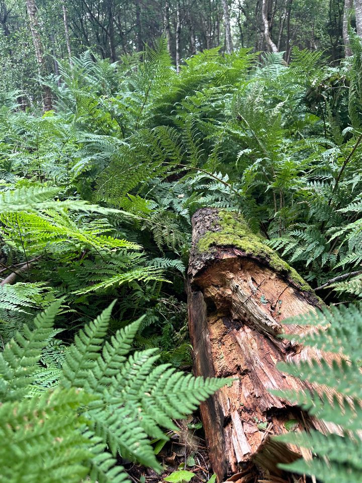 Skog_og_natur_pa_Stromtangen_SNG_04473_Foto_Standard_Norge
