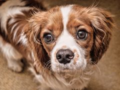 The Cavalier King Charles Spaniel is suffering from  manmade inherited diseases Foto: pixabay