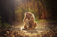 Hunderasen cavalier king charles spaniel har så store helseutfordringer at videre avl er i strid med dyrevelferdsloven. Foto: Shutterstock