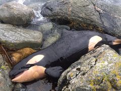 Fra denne unge spekkhoggeren fikk forskerne prøver fra både hjertet, milten, nyre, lever, muskler og spekk. Foto: Norwegian Orca Survey