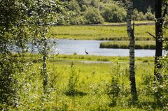 Åkersvika er kjent for sitt rike fugleliv. Etter etableringen av ny E6 forbi Hamar er verneområdet utvidet med 50 dekar i regi Nye Veier.