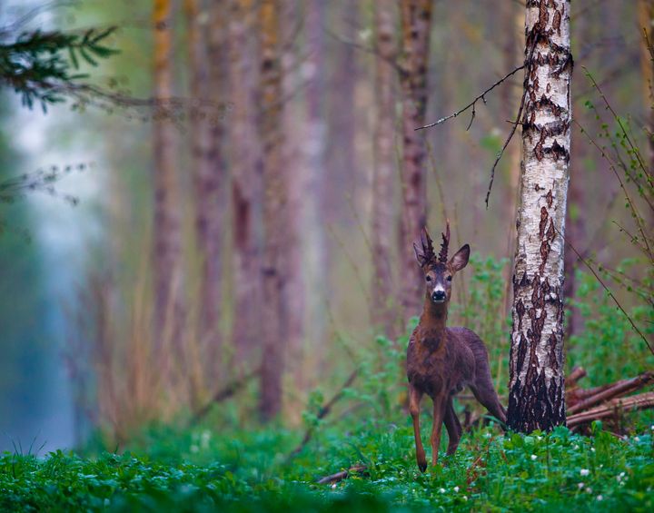 Totalt ble det skutt 29 520 rådyr i sesongen 2018-2019. Fellingstallene har vært stabile den siste tiårs-perioden. Foto Shutterstock