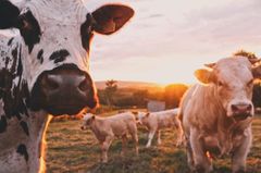 Tilgang på trygt og sunt fôr med lave klimagassutslipp er en forutsetning for bærekraftig matproduksjon. Foto: unsplash.com