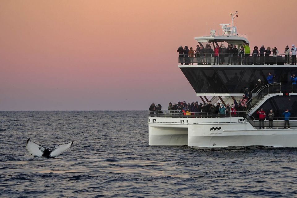 Boat_and_whale_photocreditDaniel_John_Benton