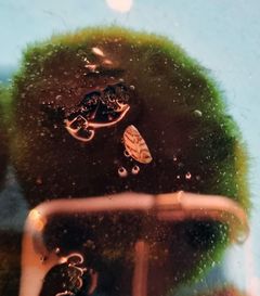 Bildet viser det som trolig var det første kjente tilfellet i Norge av en sebramusling som fulgte med som blindpassasjer på en mosekule til akvarium. Foto: Privat