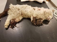 Katt med 3 avkappede bein hentet inn fra et industriområde. Foto Dyrebeskyttelsen Norge Ringerike