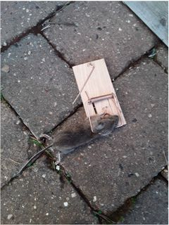 EFFEKTIVE FELLER: Undersøkelsen fra Codan viser at 22 prosent har satt opp mus- eller rottefeller for å unngå skadedyr i boligen. Foto: Norsk Hussopp Forsikring.