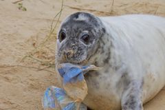 PLASTKRISE: Pengene vil blant annet gå til WWFs omfattende arbeid mot plastforsøplingen i verdenshavene. Foto: Av David J. Martin / Shutterstock