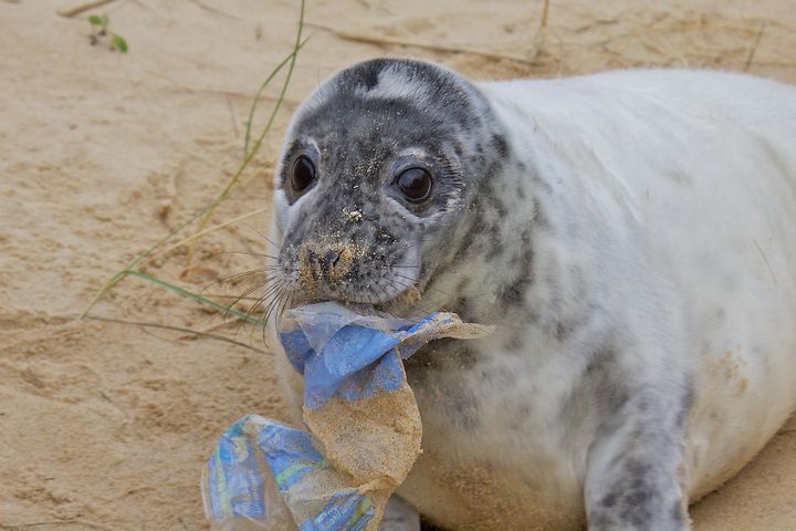 PLASTKRISE: Pengene vil blant annet gå til WWFs omfattende arbeid mot plastforsøplingen i verdenshavene. Foto: Av David J. Martin / Shutterstock