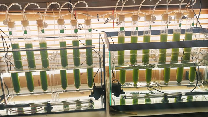 Mikroalger som fôres med insektavfall fra melbillelarver vokser raskere, fordi dette avfallet tilfører viktige næringsstoffer som algene enkelt klarer å absorbere, viser resultater fra mikroalge-dyrking utført av NORCE-forskere. (Foto: NORCE)