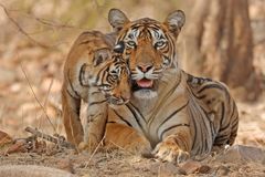 Bengaltigeren er sterkt truet av utryddelse og er å finne på den globale rødlista. Det skyldes blant annet ulovlig jakt, ødeleggelse av leveområder og jakt på tigerens byttedyr. På bildet: en tigermamma med en fire måneder gammel tigerunge, i Ranthambhore, Rajasthan, India. Foto: naturepl.com / Andy Rouse / WWF