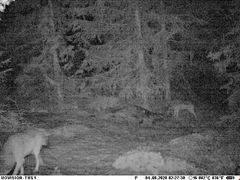 Fotoet fra et viltkamera fra 8. april viser de to ulvene som nå ser ut til å ha etablert seg i Deisjøreviret. Foto: Statens naturoppsyn/Miljødirektoratet