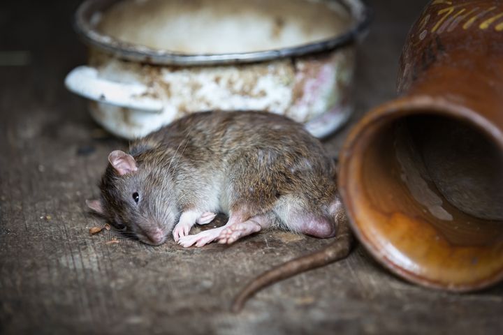 Med høsten trekker rotter og mus inn i norske hus og hytter. Foto: Pixabay.