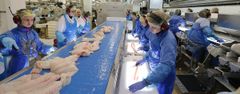 - Jo raskere og jo mer skånsomt fisken blir fanget, avlivet og prosessert, desto bedre blir kvaliteten på det endelige produktet, sier doktorgradsstipendiat Tatiana Ageeva. Her fra en filetlinje hos Lerøy Norway Seafoods, Melbu. Foto: Ole Åsheim © Nofima