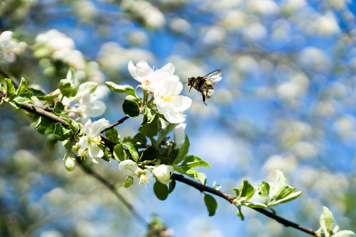 Visste du at det finnes 208 ulike biearter i Norge? 35 av dem er humler. Dessverre er én tredjedel av de norske bieartene på rødlista. Foto: Shutterstock / DES82 / WWF
