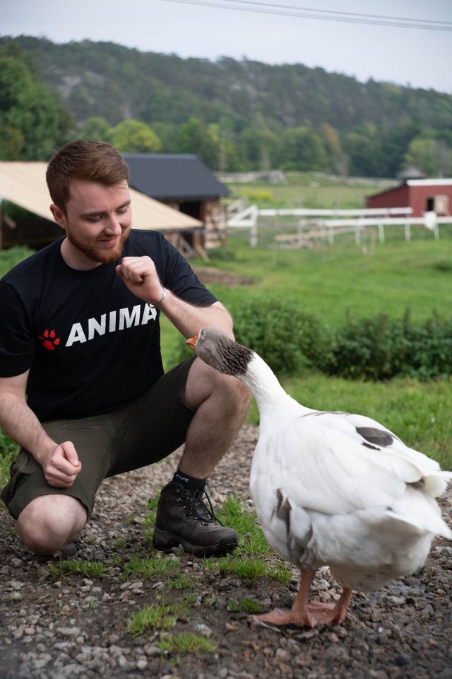 Pressefoto - Niklas Fjeldberg, Kampanjeleder i Anima og en gås