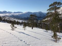 Utsikt ned mot Hellemobotn, Tysfjord. Foto: Tore Veisetaune