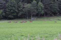 Hjorten samler seg gjerne i store flokker for å beite på innmark. Foto: Erling Meisingset, Nibio