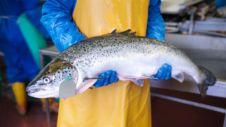 2 av 3 tror på en økt foredling i Norge de neste fem årene. Foto: GettyImages