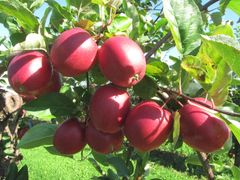 Summerred har et friskt rødt skall og et sprøtt, kremgult fruktkjøtt. Smaker nydelig.