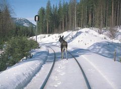 Elg i sporet, rett nord for Koppang på Rørosbanen. Foto: Anders Haakonsen