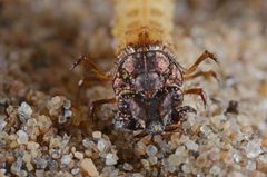 Elvesandjegeren er en larve i 15-16 måneder, før den forvandles til en voksen bille . Foto: Oddvar Hanssen, NINA