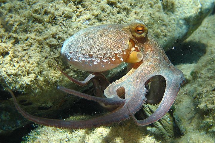 Forskere har nå funnet ut mer om hva som gjør blekkspruten så intelligent. Bildet viser vanlig blekksprut - Octopus vulgaris.
FOTO: PINKY SL./CREATIVE COMMONS
