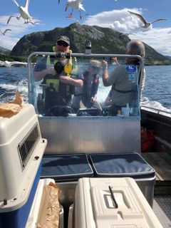 På vei i båt for å fange inn havørnunger for eksport. Foto: Jo Anders Auran/Miljødirektoratet.