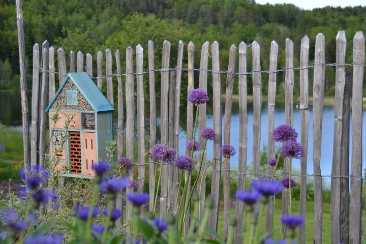 LIv i hagen sikrer du med blomsten allium og et hotell der insektene kan bo. Foto: Nordic Garden