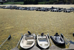 Flytende algematter dekker båthavna og nesten hele Indre Viksfjord i Larvik. Dette er et resultat av at nitrogen og fosfor slippes ut i for store mengder. Foto: Dagfinn Stensrud