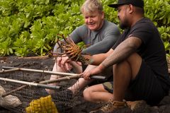 Gordon Ramsay beundrer fangsten etter skalldyrfiske på Hawaii. «På eventyr med Gordon Ramsay» har premiere lørdag 10. august kl. 20.00 på National Geographic. (Foto: National Geographic)