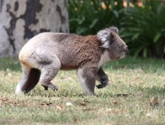Lyst til å se en koala på nært hold? Fotokreditering: Echidna Walkabout