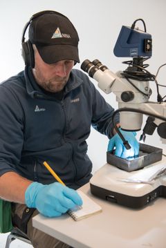 Kjetil Olstad (NINA) sjekker gyroinfeksjonen på laksunger før doseringsstart. Foto: Anders Gjørwad Hagen/NIVA