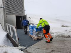 Til tross for den pågående pandemien har syv genbanker fra fem kontinenter sendt 85 bokser med 30 410 nye frøposer til Svalbard denne uken for sikkerhetslagring. Forsendelsen inneholdt blant annet nye frøprøver av mer enn 50 grønnsaksarter. Foto: NorGen