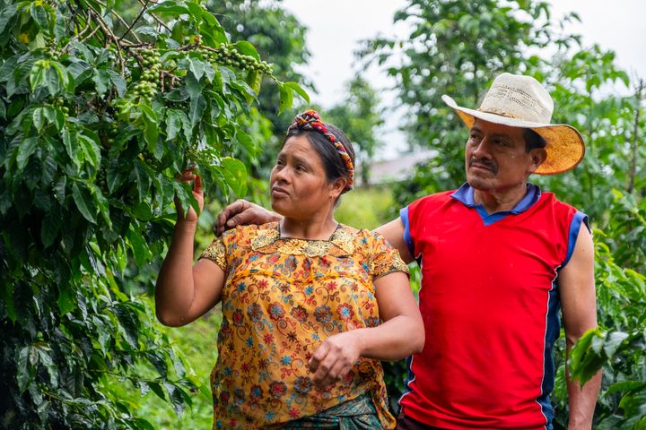 Maria Caspar Escobar er blant kaffebøndene Utviklingsfondet støtter i Guatemala. Maria har vunnet priser for kvaliteten på kaffen sin, noe hun er tydelig stolt over. Kaffeplanten hun viser fram på bildet er derimot ikke helt klar til å høste enda. Foto: Utviklingsfondet