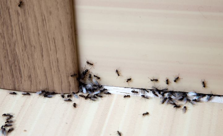 JAKTER PÅ MAT OG VARME: Maur kommer seg gjerne inn i bygninger gjennom sprekker og spalter i konstruksjonen. Stokkmaur, skogsmaur og svart jordmaur er de vanligste inntrengerne. (Foto: Colourbox)