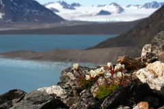 Plantelivet i de arktiske områdene var rikere og mer homogent før siste istid, enn etter.