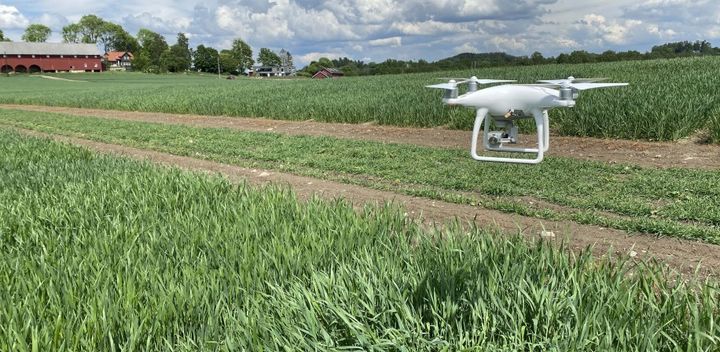 Drone svever over forsøksfelt for å samle informasjon om hveteplantens vekst og helse.Foto: Thomasz Mroz