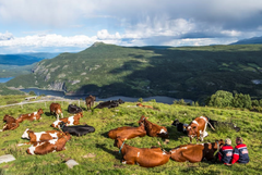 Både kyr og mennesker trives på Stølen i Valdres. (Foto: Yngve Ask, Scanout)