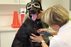 Caption: Priv.-Doz. Dr. habil Barbara Bockstahler, Vetmeduni Vienna demonstrates laser treatment of the biceps tendon on a dog. All humans and veterinary patients must wear safety googles./©Thomas Lummert; www.lummert-photography.de. 
 The published image must bear the copyright designation "Thomas Lummert/VBS VetVerlag, Buchhandel und Seminar GmbH". 
 The image is free of charge for editorial purposes. 
 For any other purpose you need to contact the VBS GmbH. In any case the image remains property of the VBS GmbH.