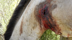 Syke, skadde og halte hester som ikke blir behandlet ble dokumentert under Animal Welfare Foundation sine undersøkelser