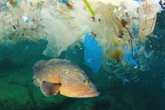 Det estimeres at det årlig havner mellom 9 og 14 millioner tonn plast i havet. © Shutterstock / Rich Carey / WWF