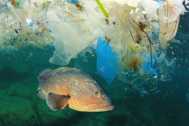 Det estimeres at det årlig havner mellom 9 og 14 millioner tonn plast i havet. © Shutterstock / Rich Carey / WWF