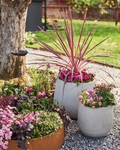FARGER: Få en fargerik hage eller balkong med blomster og planter i rød, lilla og rosa. Foto: Plantasjen
