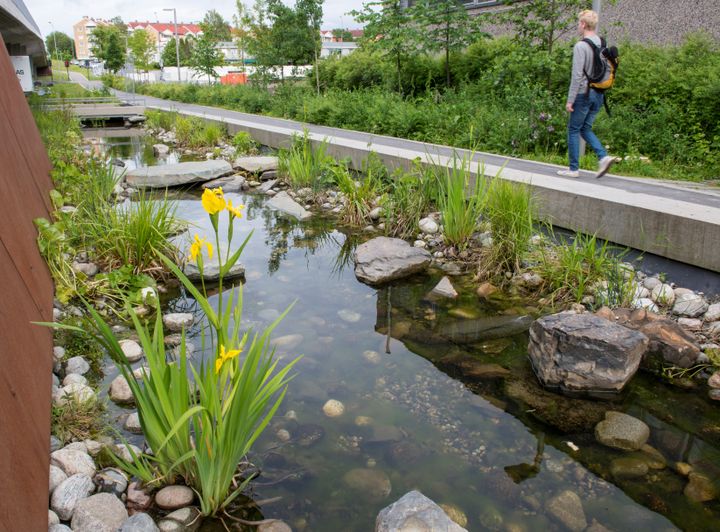 Turvei og gjenåpnet bekkeløp med våtmarksvegetasjon i kantene i Tidemannsparken i Oslo. Gjenåpning av bekkeløp regulerer avrenningen i nedbørsperioder og kan på den måten dempe flom. Samtidig er de estetisk innbydende og kan være viktige for å ivareta og tilbakeføre biologisk mangfold. Fotograf: Bård Bredesen