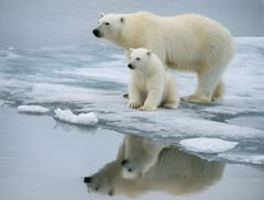 USA, Russland, Canada, Danmark/Grønland og Norge møtes i Longyearbyen til partsmøte i den internasjonale avtalen om isbjørn. Foto: NTB Scanpix/Shutterstock.
