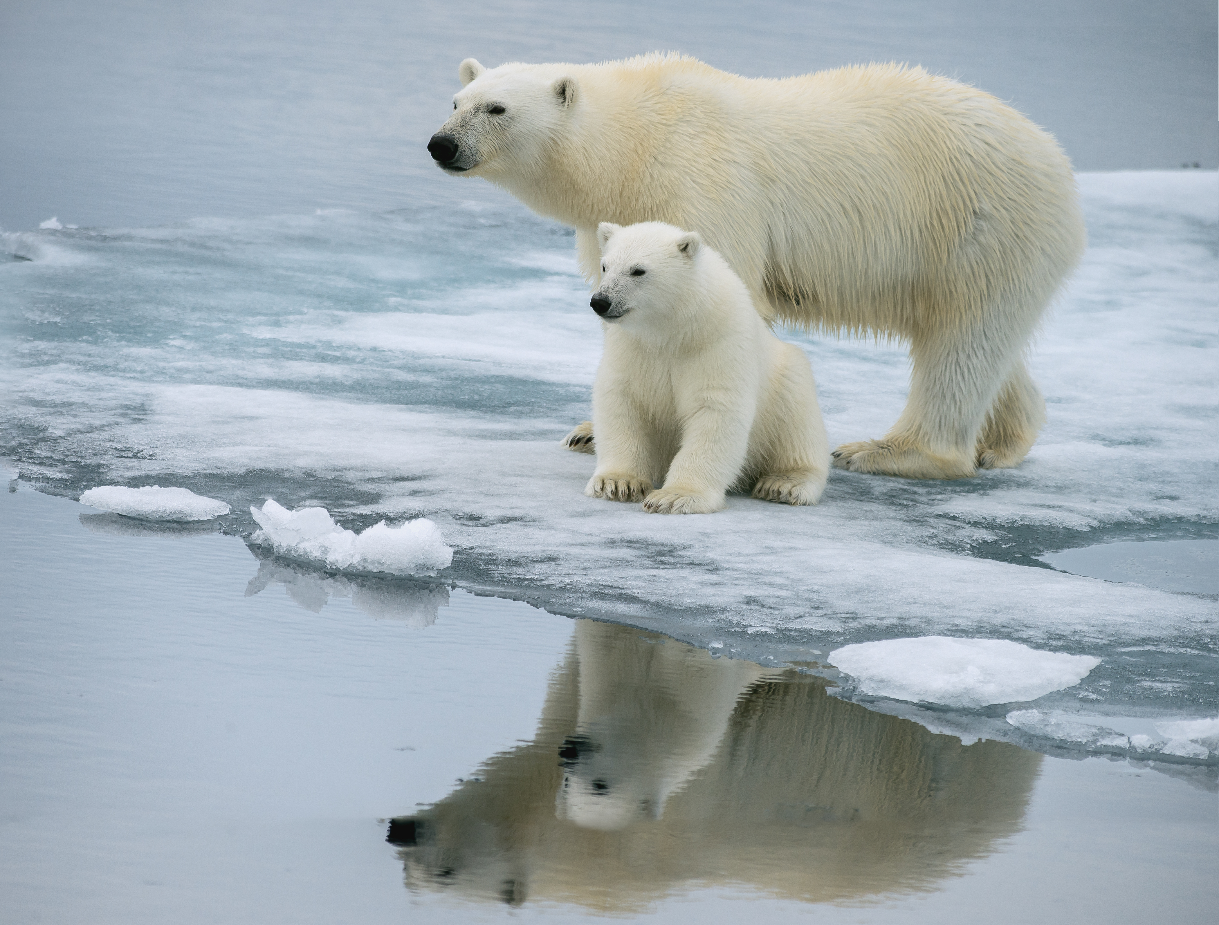 Presseinvitasjon: Internasjonalt isbjørnmøte på Svalbard 4. - 6. mars |  Miljødirektoratet
